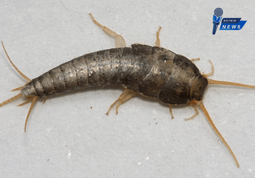 1 Essential Facts About Silverfish You Need to Know