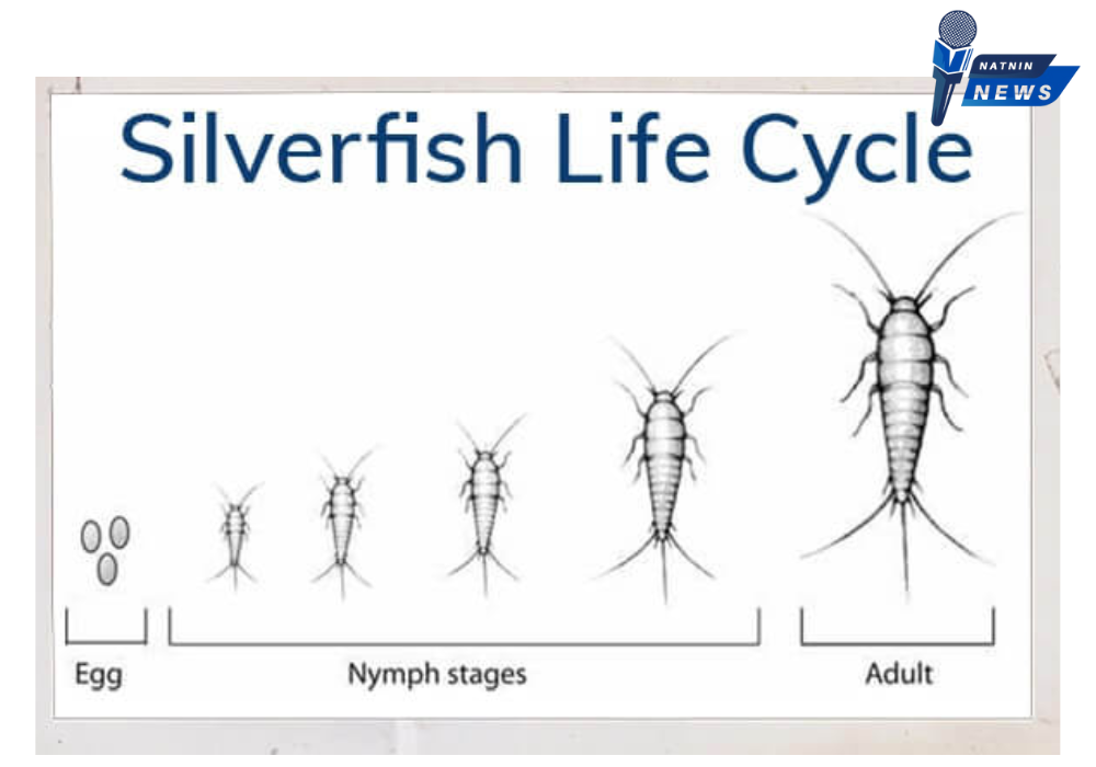 the maturation process of this insect