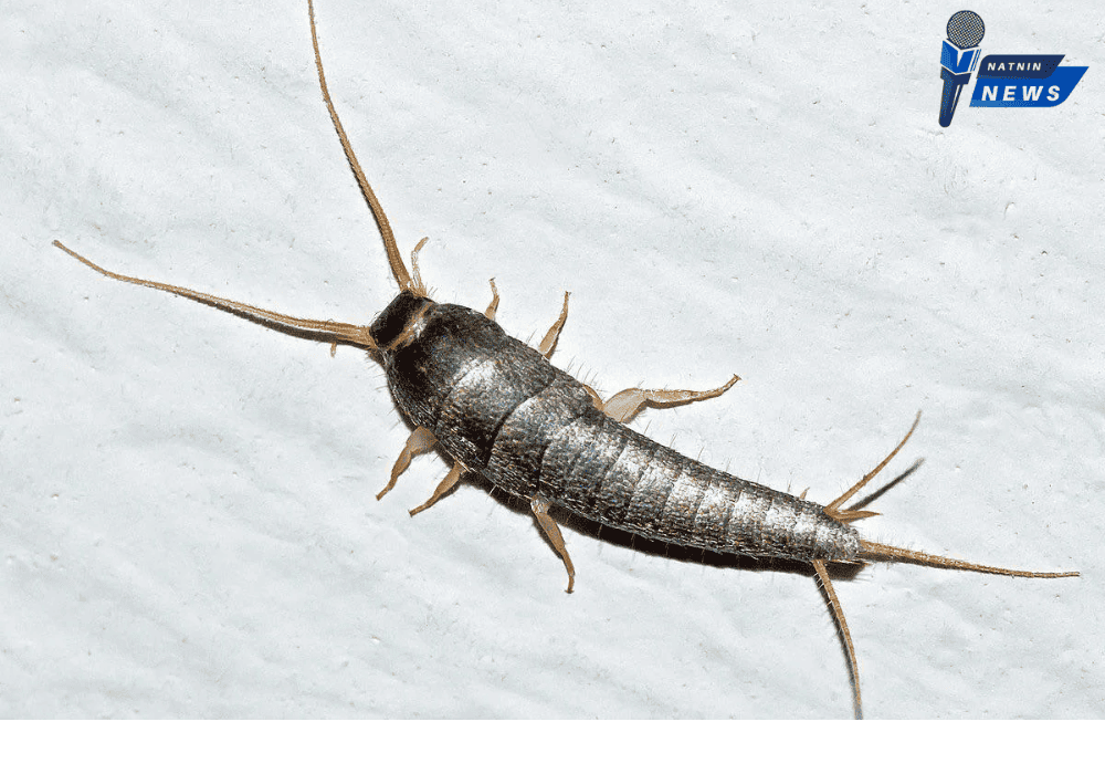 Conclusion: Should You Be Concerned About Silverfish?